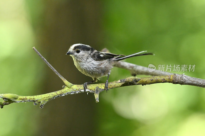 长尾山雀(Aegithalos caudatus)